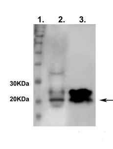 SOC1/Suppressor of constans overexpression 1 Antibody in Western Blot (WB)
