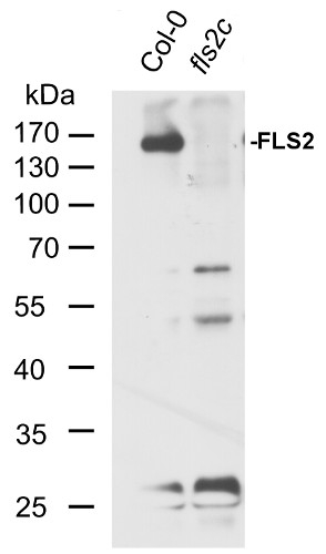 FLS2/Flagellin-sensitive 2 Antibody in Western Blot (WB)