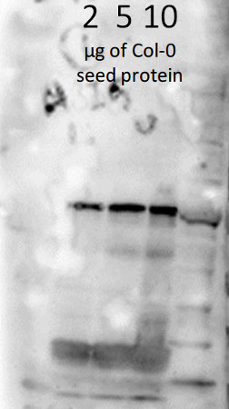 ABI5/Abscisic acid insensitive 5 Antibody in Western Blot (WB)