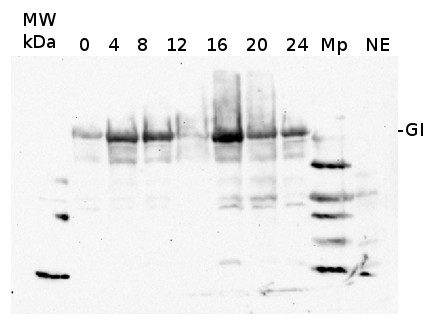 GI/Gigantea Antibody in Western Blot (WB)