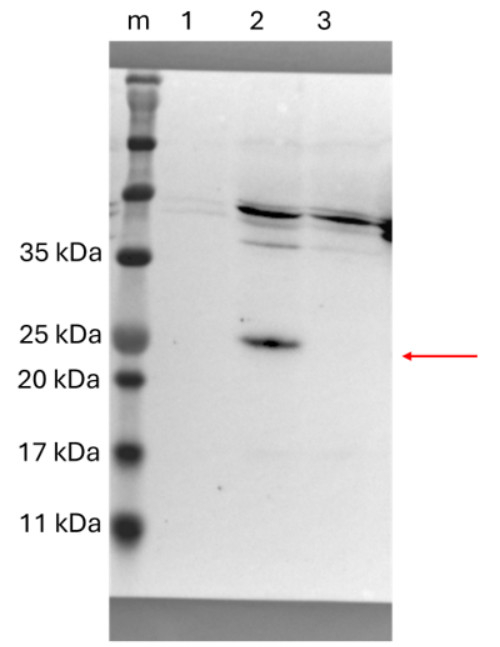HY5/Protein long hypocotyl 5 Antibody in Western Blot (WB)