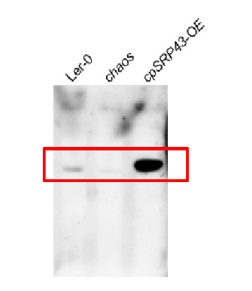 SRP43/Signal recognition peptide 43 Antibody in Western Blot (WB)
