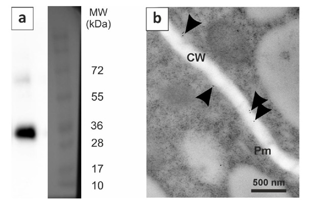 PIP2-1-7/Plasma membrane aquaporin isoforms 1-7 Antibody in Western Blot (WB)