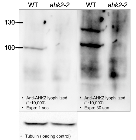 AHK2/Histidine kinase 2 Antibody in Western Blot (WB)