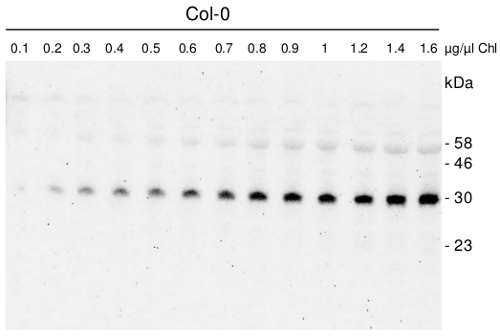 SNE18/Rossmann-fold NAD(P)-binding domain-containing protein Antibody in Western Blot (WB)