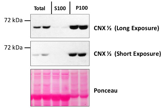 CNX1/2/Calnexin homolog 1/2 Antibody in Western Blot (WB)