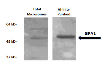 GPA1/Guanine nucleotide-binding protein subunit alpha 1 Antibody in Western Blot (WB)