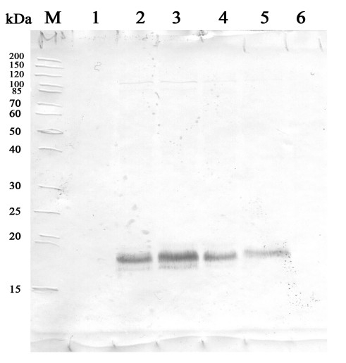 HSP16.9/16.9 kDa class I heat shock protein 2 Antibody in Western Blot (WB)