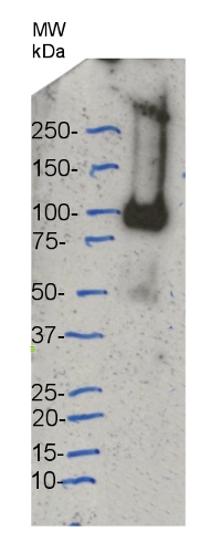 CesA8, Cellulose synthase A catalytic subunit 8 (UDP-forming) Antibody in Western Blot (WB)