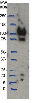 CesA4 (IRX5)/Cellulose synthase A catalytic subunit 4 (UDP-forming) Antibody in Western Blot (WB)