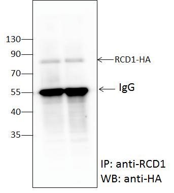 RCD1/Radical cell death 1 Antibody in Western Blot (WB)