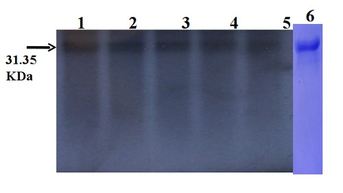 AP2/Floral homeotic protein APETALA 2 Antibody in Western Blot (WB)