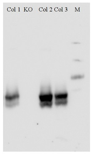 NRT1.1/Nitrate transporter 1.1 Antibody in Western Blot (WB)