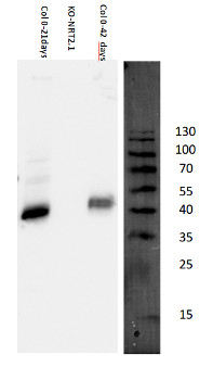 NRT2.1/Nitrate transporter 2.1 Antibody in Western Blot (WB)