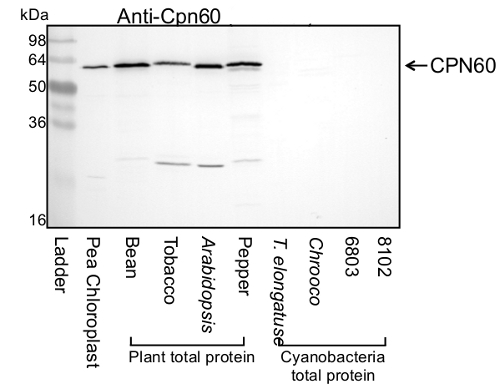 CPN60A1/Chaperonin 60 subunit alpha 1 (chloroplastic) Antibody in Western Blot (WB)