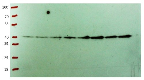 CHS/Chalcone synthase Antibody in Western Blot (WB)