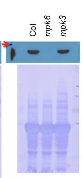 MPK6/Mitogen-activated protein kinase 6 Antibody in Western Blot (WB)