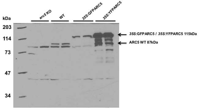 DRP5B/Dynamin related protein 5B Antibody in Western Blot (WB)