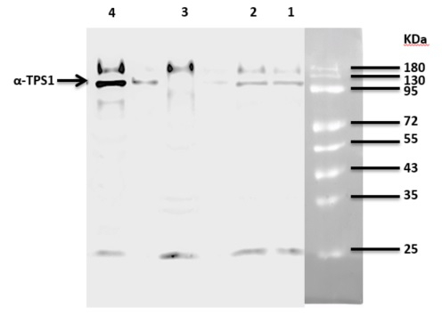 TPS1/Trehalose-6-phosphate synthase 1 Antibody in Western Blot (WB)