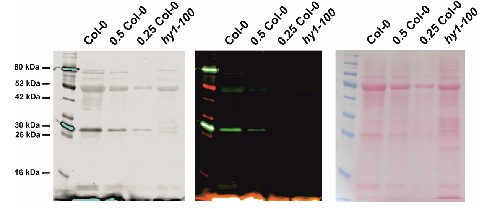 HY1/Heme Oxygenase 1 Antibody in Western Blot (WB)