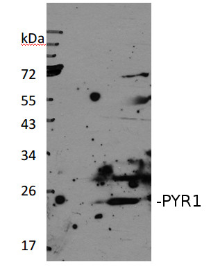 PYR1/Abscisic acid receptor RCAR11 Antibody in Western Blot (WB)