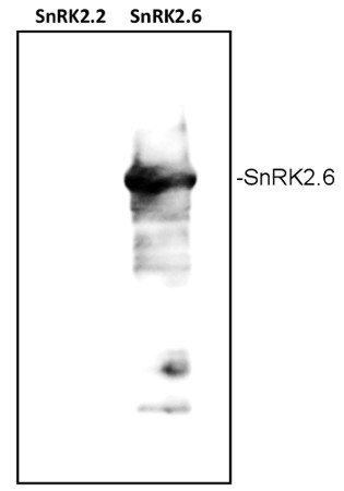 SRK2E/Ser/Thr-protein kinase SnRK2,6 Antibody in Western Blot (WB)