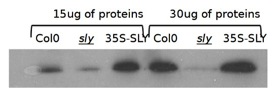 GID2/F-BOX protein GID2 (SLEEPY 1) Antibody in Western Blot (WB)