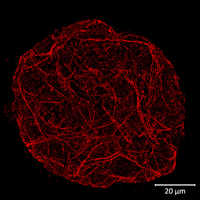 ACT/Actin Antibody in Immunocytochemistry (ICC/IF)