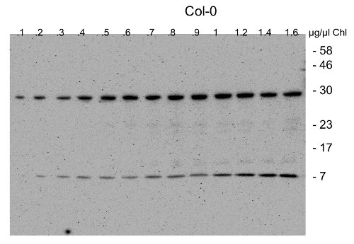 CGL40 Antibody in Western Blot (WB)