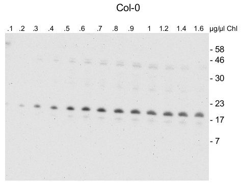 CNfu1/NifU-like protein 1 (chloroplastic) Antibody in Western Blot (WB)