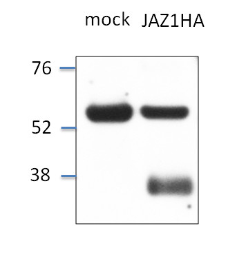 JAZ1/Jasmonate ZIM-domain protein 1 Antibody in Western Blot (WB)