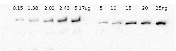 EF-G1/elongation factor G1 Antibody in Western Blot (WB)