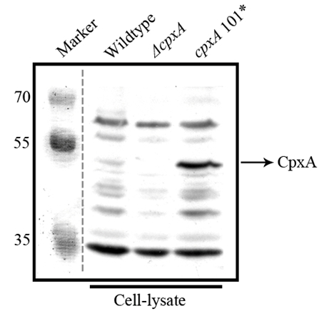 CpxA/Conjugative plasmid expression Antibody in Western Blot (WB)