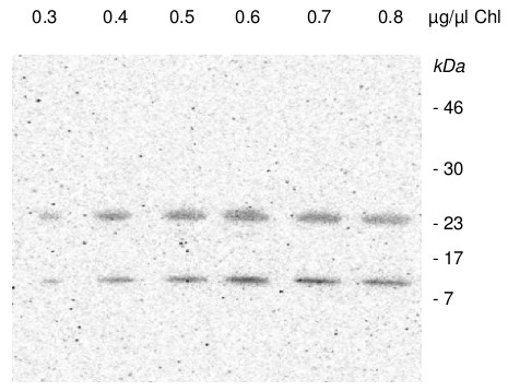 PSA2/Photosystem I assembly factor 2 Antibody in Western Blot (WB)