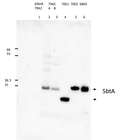 SbtA/Sodium-dependent bicarbonate transporter Antibody in Western Blot (WB)