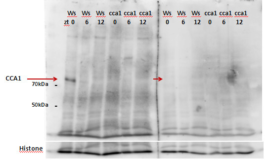 CCA1/Circadian clock associated 1 Antibody in Western Blot (WB)
