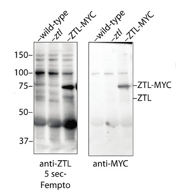 ZTL (ADO1)/Zeitlupe (Adagio protein 1) Antibody in Western Blot (WB)