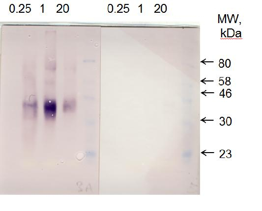Plastid acyl-ACP desaturase Antibody in Western Blot (WB)