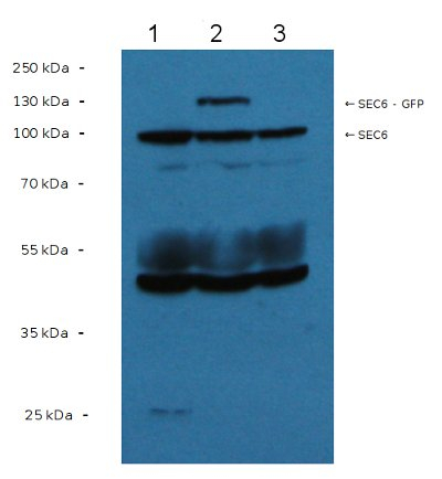 Sec6/Exocyst complex subunit Antibody in Western Blot (WB)