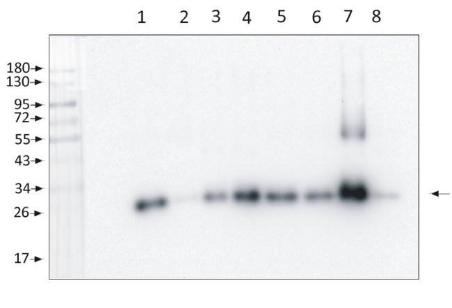 Phospho-Lhcb1-P/LHCII type I chlorophyll a/b-binding protein (Thr38) Antibody in Western Blot (WB)