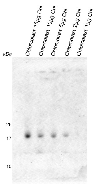 RAF2/Rubisco accumulation factor 2 Antibody in Western Blot (WB)