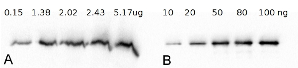 FBA/Fructose-bisphosphate aldolase class 2 Antibody in Western Blot (WB)
