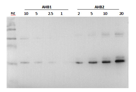 AHB2/Hemoglobin 2 Antibody in Western Blot (WB)