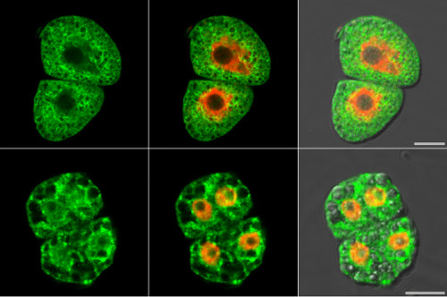 PP2A/Serine/threonine protein phosphatase 2A 59 kDa regulatory subunit B gamma isoform Antibody in Immunocytochemistry (ICC/IF)