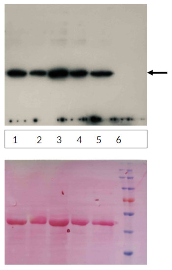 CPX1/Coproporphyrinogen-III oxidase 1 Antibody in Western Blot (WB)