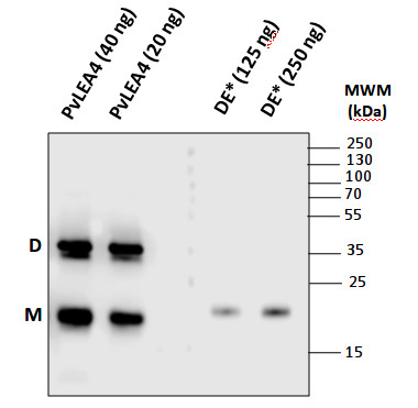 LEA4-25/Group 4-late embryogenesis abundant protein Antibody in Western Blot (WB)