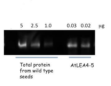 LEA4-5/Late embryogenesis abundant protein 4-5 Antibody in Western Blot (WB)