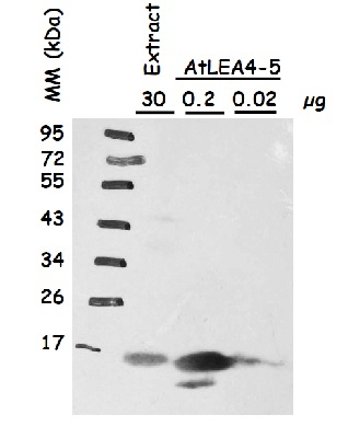 LEA4-5/Late embryogenesis abundant protein 4-5 Antibody in Western Blot (WB)