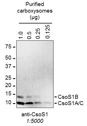 CsoS1A/B/C/Major carboxysome shell protein 1A, AB, 1C Antibody in Western Blot (WB)