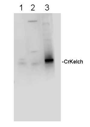 Kelch repeat protein Antibody in Western Blot (WB)